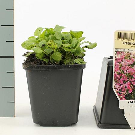Arabis caucas. 'Pinkie' Pot 9 cm