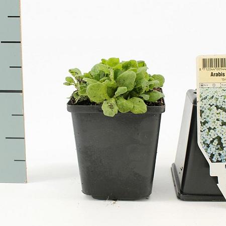 Arabis caucas. 'Snowcap' Pot 9 cm
