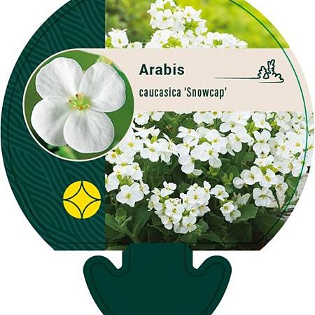 Arabis caucas. 'Snowcap' Pot 9 cm