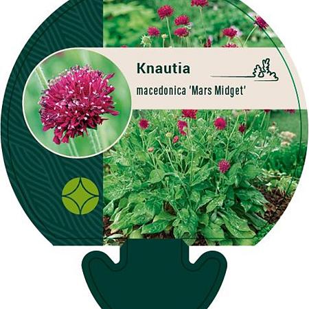 Knautia m. 'Mars Midget' Pot 9 cm