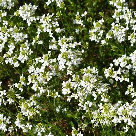 Arabis procurrens Pot 9 cm
