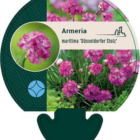 Armeria mar. 'Dusseldorfer Stolz' Pot 9 cm