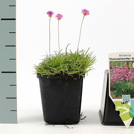 Armeria mar. 'Dusseldorfer Stolz' Pot 9 cm
