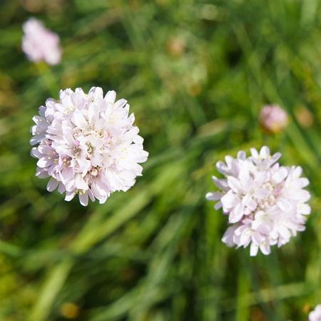 Armeria pseudarm. 'Ballerina White' Pot 9 cm