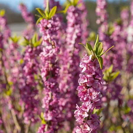 Daphne mezereum 'Rubra' Pot 5 Liter 