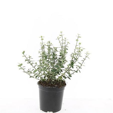 Euonymus fort. 'Emerald Gaiety' Pot 1,5 liter