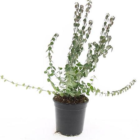 Euonymus fort. 'Emerald Gaiety' Pot 1,5 liter