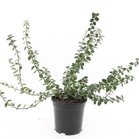 Euonymus fort. 'Emerald Gaiety' Pot 1,5 liter