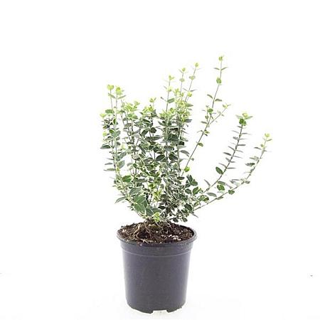 Euonymus fort. 'Emerald Gaiety' Pot 1,5 liter