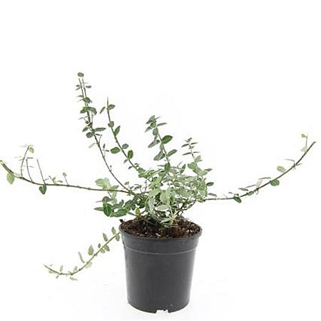 Euonymus fort. 'Emerald Gaiety' Pot 1,5 liter