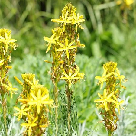 Asphodeline lutea Pot 9 cm