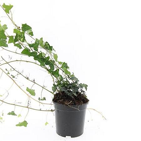 Hedera helix Pot 1,5 liter