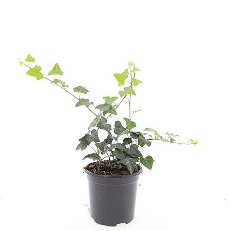 Hedera helix Pot 1,5 liter