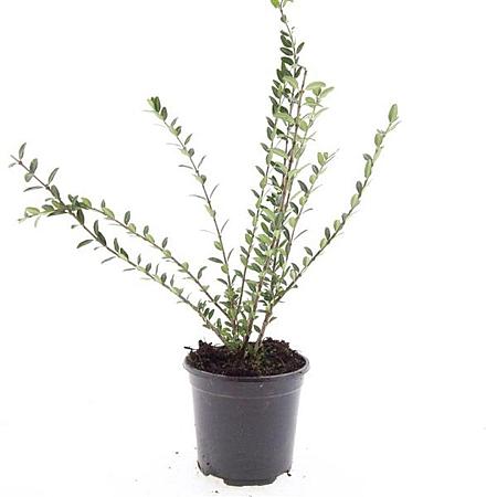 Lonicera pileata Pot 1,5 liter