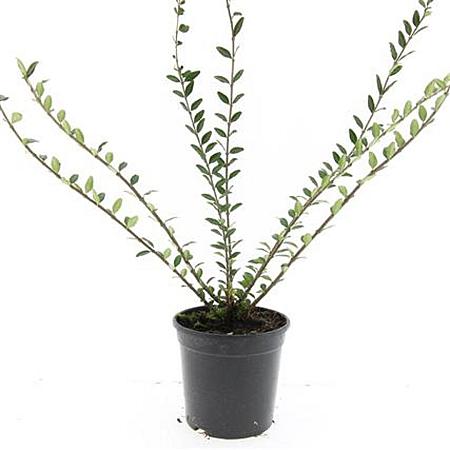 Lonicera pileata Pot 1,5 liter