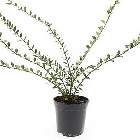 Lonicera pileata Pot 1,5 liter