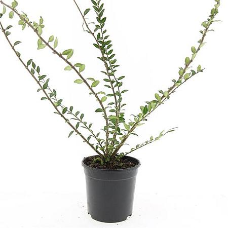 Lonicera pileata Pot 1,5 liter