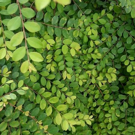 Lonicera pileata Pot 1,5 liter