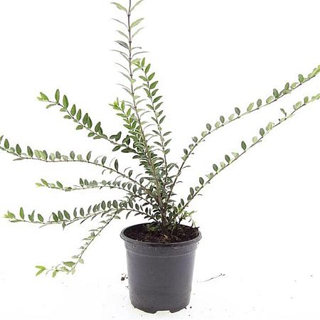 Lonicera pileata 'Moss Green' Pot 1,5 liter