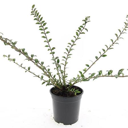 Lonicera pileata 'Moss Green' Pot 1,5 liter