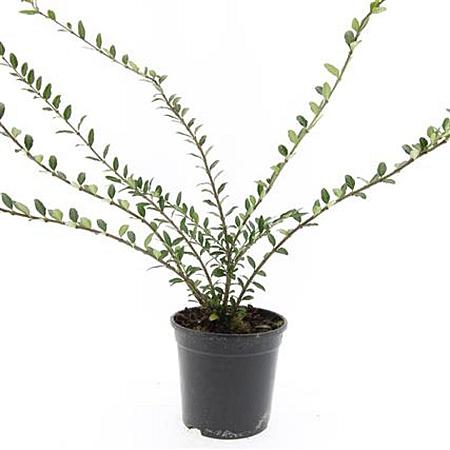 Lonicera pileata 'Moss Green' Pot 1,5 liter