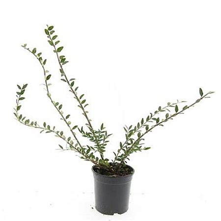 Lonicera pileata 'Moss Green' Pot 1,5 liter