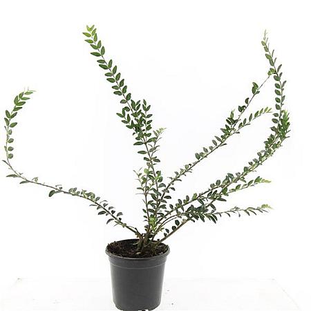 Lonicera pileata 'Moss Green' Pot 1,5 liter