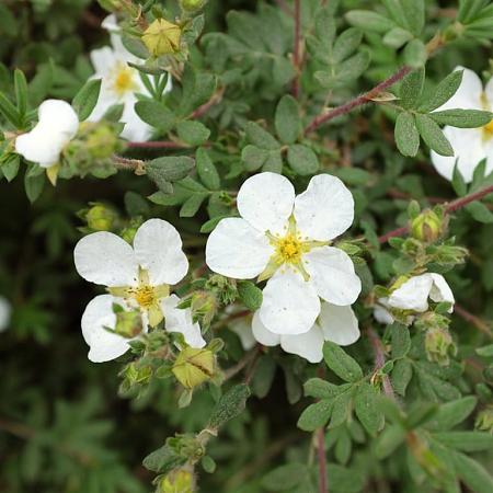 Potentilla f. 'Abbotswood' Pot 1,5 liter