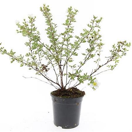 Potentilla f. 'Abbotswood' Pot 1,5 liter