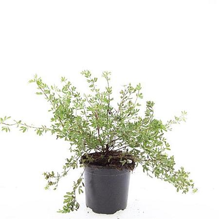 Potentilla f. 'Abbotswood' Pot 1,5 liter