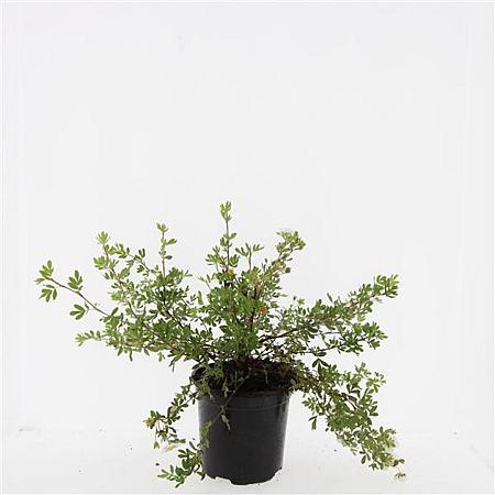 Potentilla f. 'Abbotswood' Pot 1,5 liter
