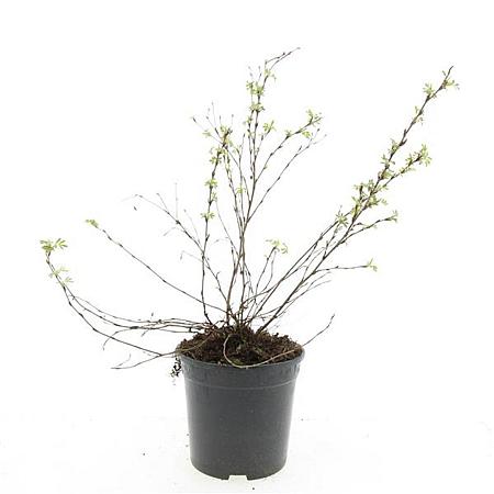 Potentilla f. 'Abbotswood' Pot 1,5 liter