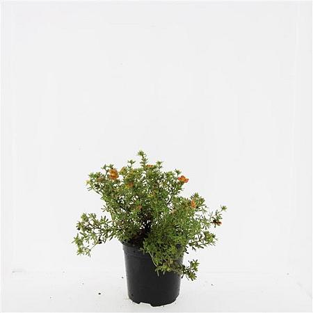 Potentilla f. 'Red Ace' Pot 1,5 liter