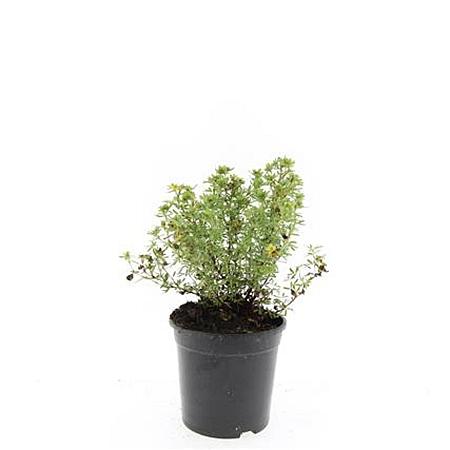 Potentilla f. 'Red Ace' Pot 1,5 liter
