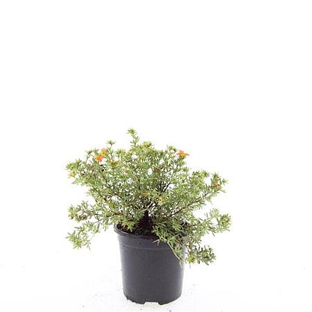 Potentilla f. 'Red Ace' Pot 1,5 liter