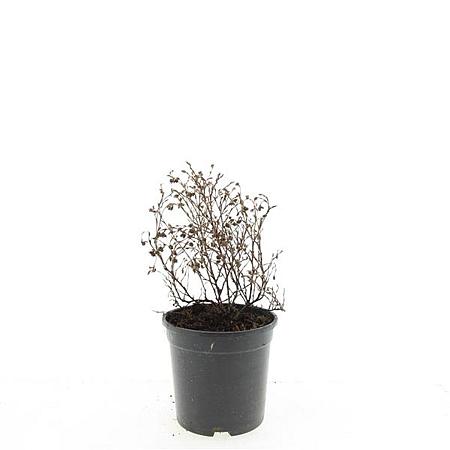 Potentilla f. 'Red Ace' Pot 1,5 liter
