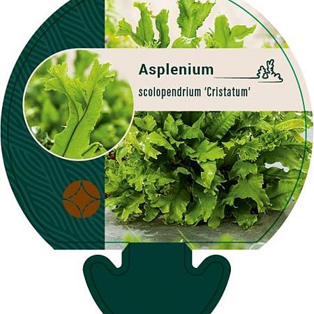 Asplenium scol. 'Cristatum' Pot 9 cm