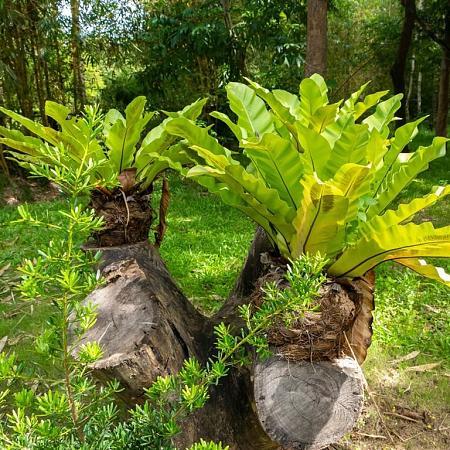 Asplenium scol. 'Cristatum' Pot 9 cm