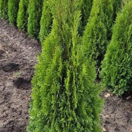Thuja occ. 'Smaragd' Kluit 100 - 125 cm
