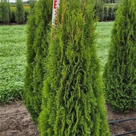 Thuja occ. 'Smaragd' Kluit 125 - 150 cm