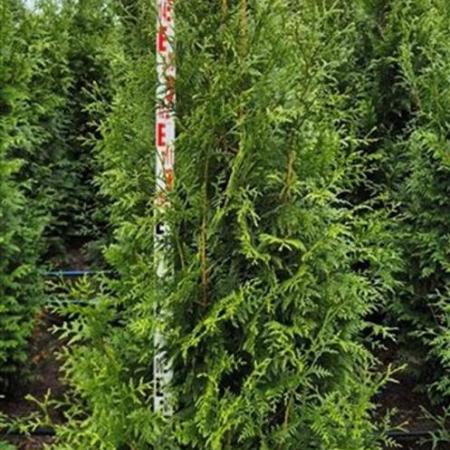 Thuja pl. 'Excelsa' Kluit 150 - 175 cm