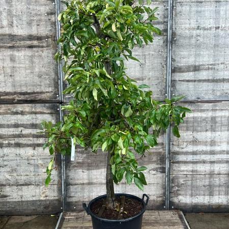 Malus d. 'Elstar' Pot 65 Liter (Stamomtrek 20-25 cm) Oud Fruit