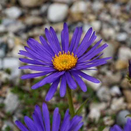 Aster alpinus 'Dunkle Schöne' Pot 9 cm