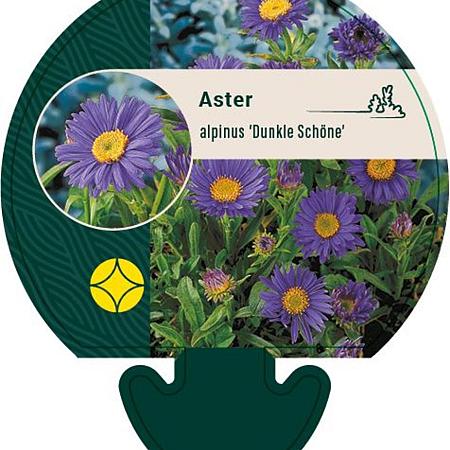 Aster alpinus 'Dunkle Schöne' Pot 9 cm