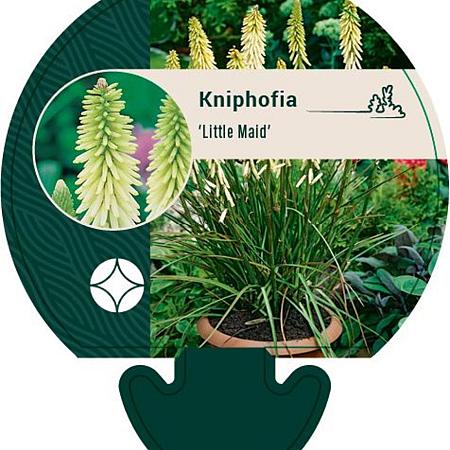 Kniphofia 'Little Maid' Pot 9 cm
