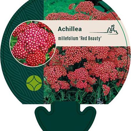 Achillea m. 'Red Beauty' Pot 9 cm