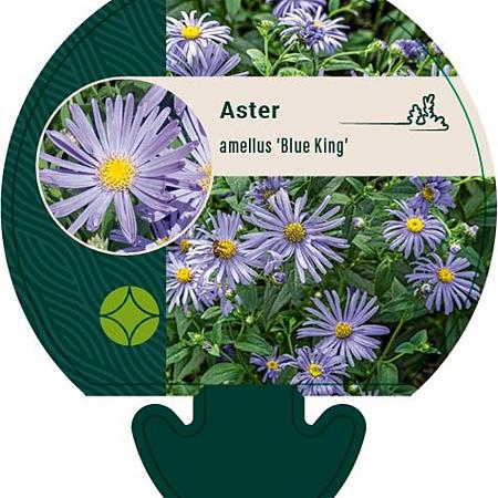 Aster amellus 'Blue King' Pot 9 cm