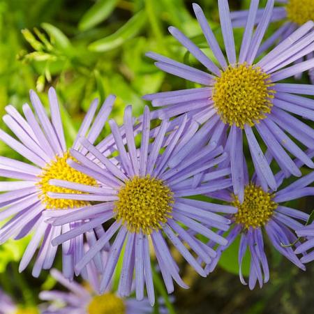 Aster amellus 'Blue King' Pot 9 cm