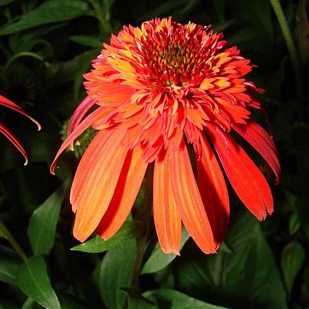 Echinacea purp. 'Irresistible' Pot 9 cm