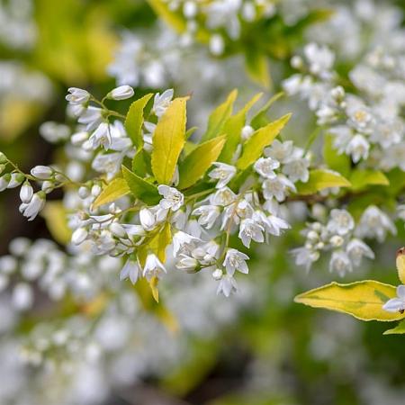 Deutzia gracilis Pot 2 Liter